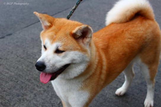 Shiba Inu aka DOGE